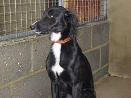 Border Collie Saluki Mix Lurcher Saluki Dogs Dog Crossbreeds