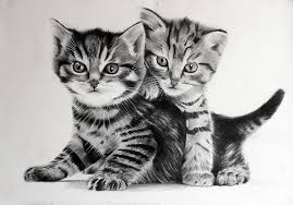 Das alter, die krankheit hatte deutliche spuren bei ihr hinterlassen). Fotos Katzchen Katze Zwei Schwarzweiss Tiere Gezeichnet Katzenjunges 2 Tiere Zeichnen Katzenjunges Schwarze Katze Zeichnung