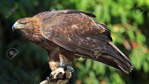 Pretty birds beautiful birds animals beautiful cute animals beautiful things funny animals stuffed animals rapace diurne eagle in flight. Golden Eagle Aquila Crhysaetos Bird Of Prey Predator Looking Stock Photo Picture And Royalty Free Image Image 10889950