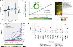 This might seem impossible but with our highly skilled professional writers all your custom essays, book reviews, research papers and other custom tasks you order with us will be of high quality. Proteomic Analysis Of Cell Cycle Progression In Asynchronous Cultures Including Mitotic Subphases Using Primmus Elife