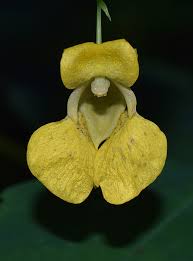 Image result for Impatiens gesneroidea
