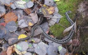 See more of huggorm on facebook. Huggorm Wikipedia