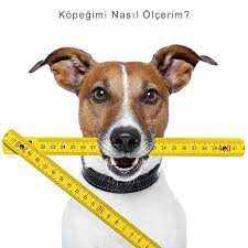 kopek nasil olculur kopek beden olcumu petza