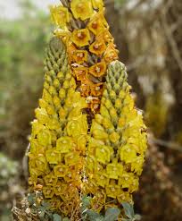 Image result for Cistanche tinctoria