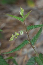 Image result for Tragia brevipes