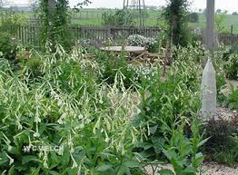 Tobacco flower is a musky tobacco fragrance with a touch of leather. Nicotiana Flowering Tobacco