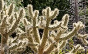 Skating into cactus ( very funny ). What To Do When You Ve Been Stuck With Cactus Needles Local News Tucson Com