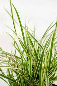 Image result for Carex mannii
