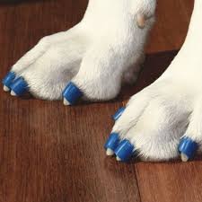 Dr Buzby S Toegrips Stop Your Dog From Slipping On Wood Floors Dr Buzby S Toegrips For Dogs Senior Dog Senior Dogs Care Dog Care