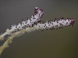 Image result for Aponogetonaceae