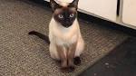 Talking Siamese Cat VERY talkative! She answers all my questions!