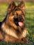 Tervuren Belgian Shepherd