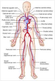 They also take waste and carbon dioxide away from the tissues. 73 Poster Of Circulatory System Cardiovascular System Ideas Circulatory System Cardiovascular System Body Systems
