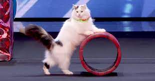 America S Got Talent Judges Me Wowed By Amazing Cats