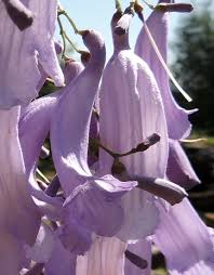 Image result for Erianthemum schelei