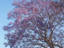 Jacaranda — Wikipédia