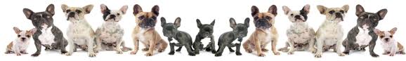 Price is more than 30 below the estimated market price for similarly classed vehicles. What Is A Lilac French Bulldog A French Bulldog