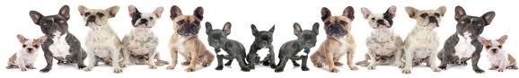 What Is A Lilac French Bulldog A French Bulldog