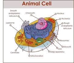 Check spelling or type a new query. Cell Royalty Free Stock Illustrations And Vectors Stocklib