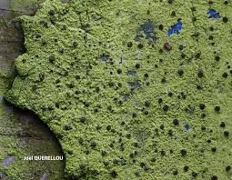 Image result for Micrococca capensis