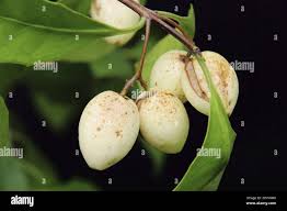 Image result for Elaeodendron