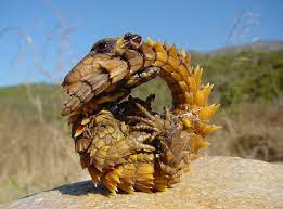 I Like This Little Tough Guy Bizarre Animals Weird Animals Armadillo Lizard