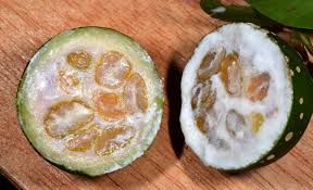 Image result for Landolphia