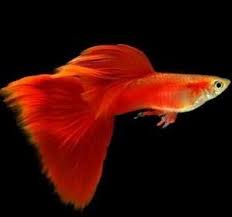 導讀 養魚過程中 引發魚隻生病 通常原因不離水質惡化 水溫變化 新魚感染 粗魯的接觸魚身等等原因 對於準備飼養孔雀魚的朋友 在飼養時要注意哪些事項 以下文章養魚的魚友們一起來關心 pets fish pet fish