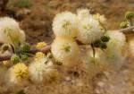 Image result for Acacia tenuispina