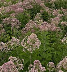 Image result for Pycreus mortonii