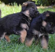 Favorite this post jul 3. German Shepherd Puppies For Sale Home Facebook
