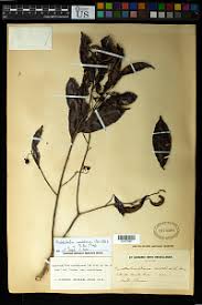 Image result for Rhabdophyllum arnoldianum