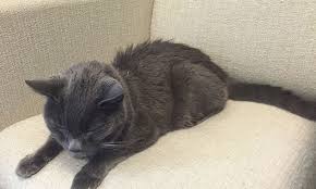 Other signs of cancer in cats : Understanding The Signs How To Tell When Your Cat S In Pain Just Cats Clinic