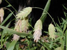Image result for Chasmanthium