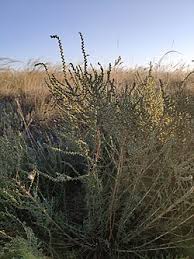 Image result for Caroxylon littoralis