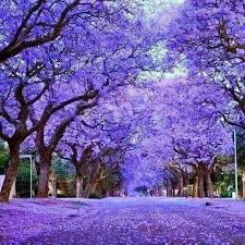 Akdeniz güneşinin o en içten gülümseyişlerini savurduğu sımsıcak bir mekandasınız. 18 Jacaranda Tree Ideas Jacaranda Tree Tree Flowering Trees