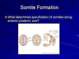 Check spelling or type a new query. Paraxial And Intermediate Mesoderm Mesodermal Regions Into What