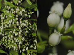 Image result for Vaccinium madagascariense