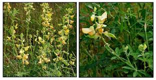 Image result for Crotalaria argyrolobioides