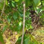 Image result for Coptosperma