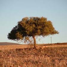 Image result for Celtis africana