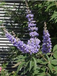 Image result for Vitex