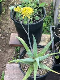 Image result for Aloe spicata