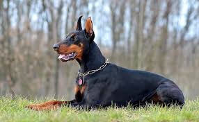 Adopter un chiot berger allemand dans un refuge d'association et de la spa en france : Top 10 Des Chiens De Garde