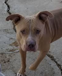 The pitbull mastiff mix may look dangerous, but he's calm and affectionate around family members. Dog For Adoption Luca A Bullmastiff Pit Bull Terrier Mix In Cantua Creek Ca Petfinder