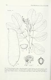 Image result for Intsia