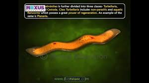 Kingdom Animalia Phylum Platyhelminthes