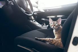 Sikap ingin bergembira dan meneroka boleh mendatangkan bahaya kepada diri mereka. 5 Cara Efektif Untuk Menenangkan Kucing Di Dalam Kereta The Mamamiaow