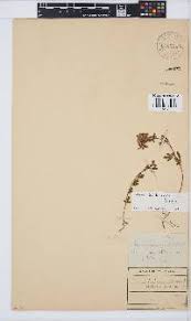 Image result for Pearsonia mesopontica