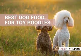 I started making this with a kwan du recipe, but don't think i ever really followed the recipe very closely. Best Dog Food For Toy Poodles Our Cavapoo